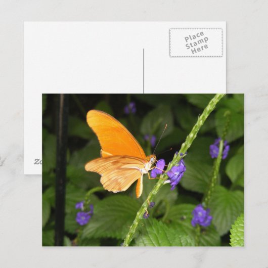 DSCF9699 ポストカード (正面/裏面)