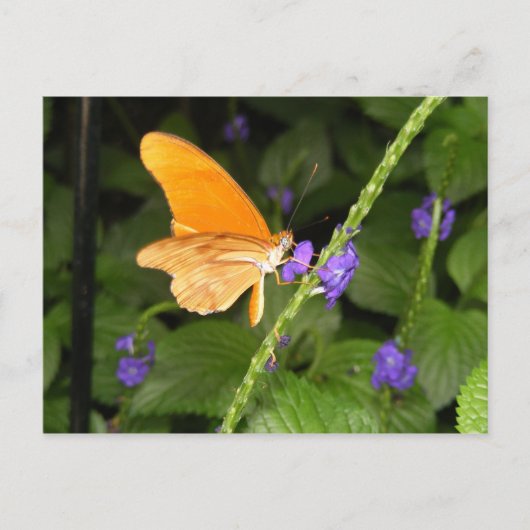 DSCF9699 ポストカード (正面)