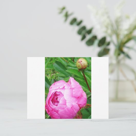 DSCI0964.JPG ポストカード (スタンド正面)