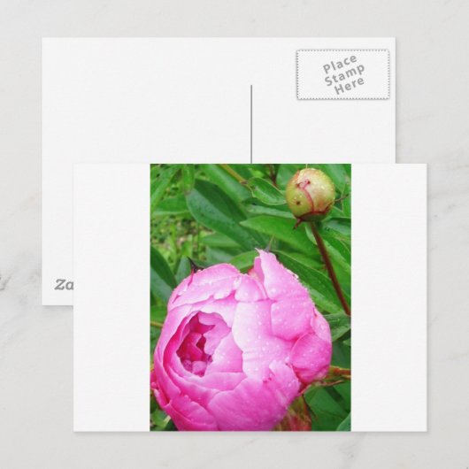 DSCI0964.JPG ポストカード (正面/裏面)