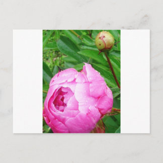 DSCI0964.JPG ポストカード