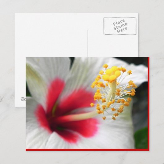 DSCN0387 ポストカード (正面/裏面)