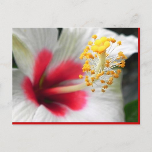 DSCN0387 ポストカード (正面)