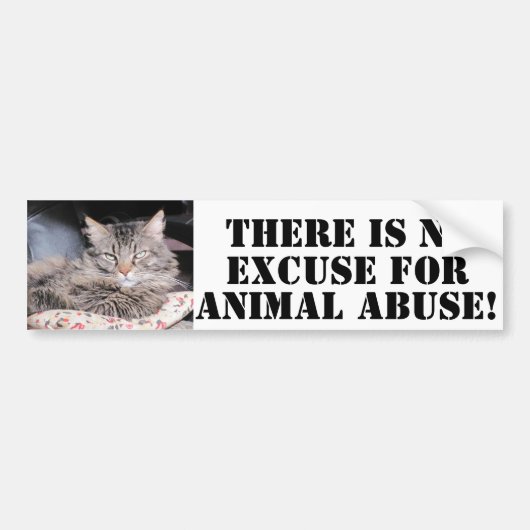 Dsy動物の乱用へのいいえ バンパーステッカー (正面)