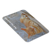 Dubrovnikで休んでいるTabby cat私の問題ではない！ マグネット (右側)