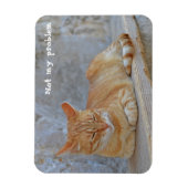 Dubrovnikで休んでいるTabby cat私の問題ではない！ マグネット (縦)