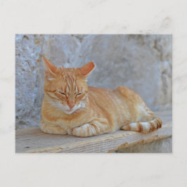 Dubrovnikで休息しているTabby cat ポストカード