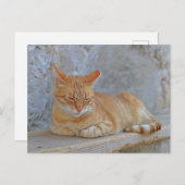 Dubrovnikで休息しているTabby cat ポストカード (正面/裏面)