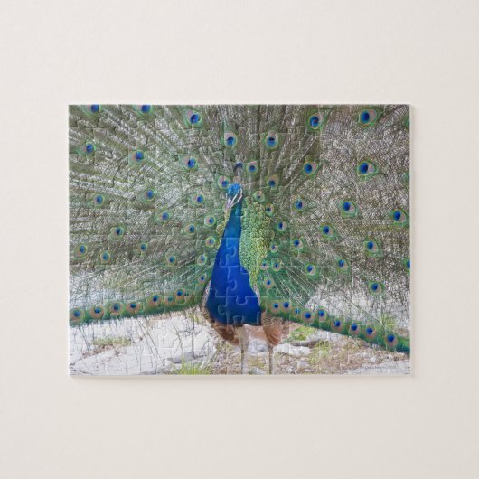 Dubrovnik,クロアチア,ロクラム島,カラフル ジグソーパズル (横)