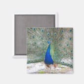 Dubrovnik，クロアチア，ロクラム島，カラフル マグネット (正面/裏面)