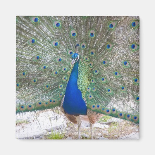 Dubrovnik，クロアチア，ロクラム島，カラフル マグネット (正面)