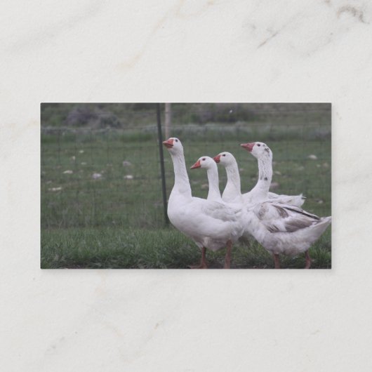 Duck名刺 名刺 (裏面)