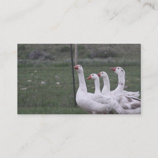 Duck名刺 名刺 (正面)