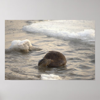  Duck in Icy Water Poster ポスター
