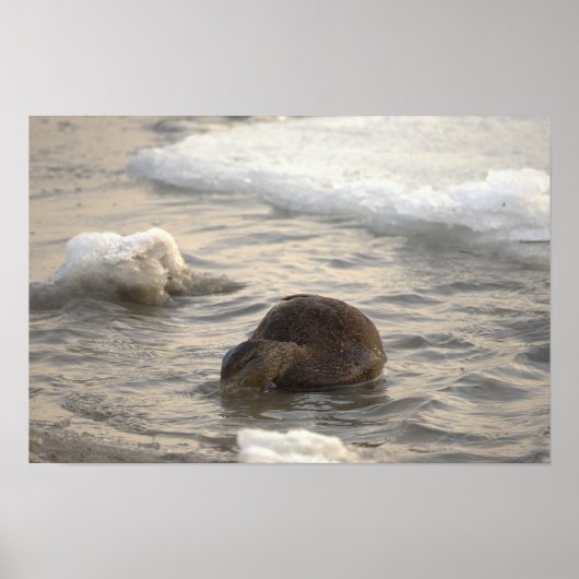  Duck in Icy Water Poster ポスター (正面)