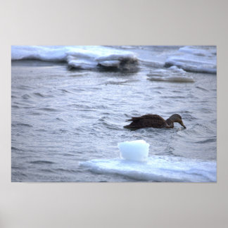  Duck in Icy Water Poster ポスター