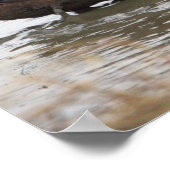 Duck in Waterポスター ポスター (角)