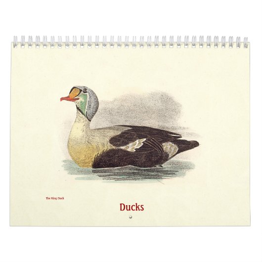 Duck Lithographs - Birds of New York - カレンダー (カバー)