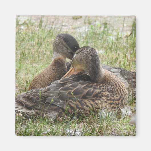 Duck Love -BFF マグネット (正面)