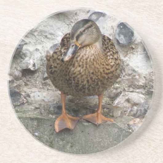 Duck on a Wall Coasters コースター (正面)