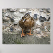 Duck on a Wall Poster ポスター (正面)