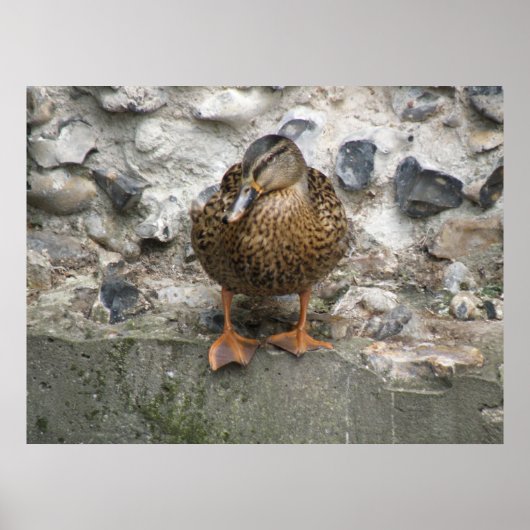 Duck on a Wall Poster ポスター (正面)