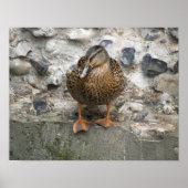 Duck on a Wall Poster ポスター (正面)