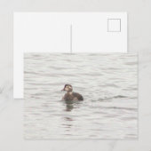 Duck Photo Postcard ポストカード (正面/裏面)