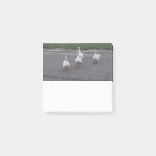 Duck Post It Notes ポストイット (正面)