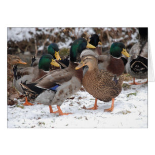 duckieのカップル
