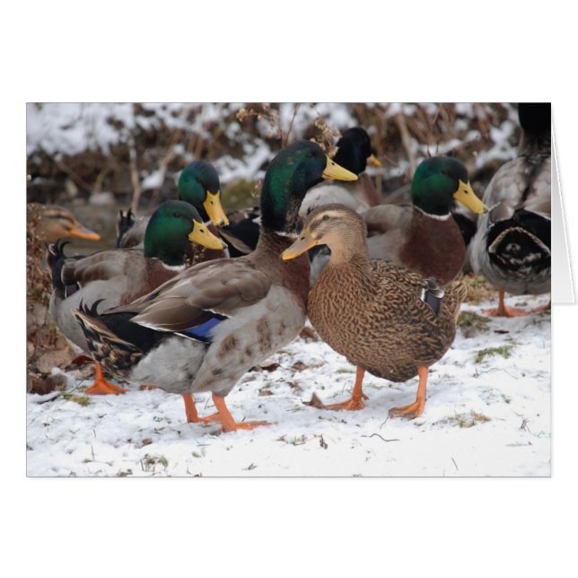 duckieのカップル (正面横)