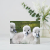 duckies ポストカード (スタンド正面)