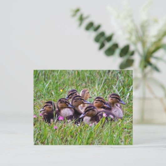 Ducking Huddleはがき ポストカード (スタンド正面)