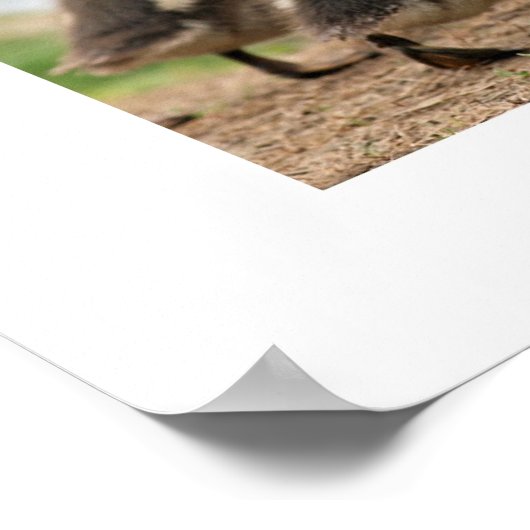 「Duckling Collection」ホワイト ポスター (角)