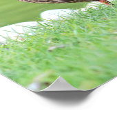 Ducks by Pondポスター ポスター (角)