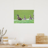 Ducks by Pondポスター ポスター (キッチン)