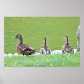 Ducks by Pondポスター ポスター (正面)