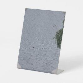 Ducks In Pond Photo 台座サイン