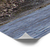Ducks in Water Poster ポスター (角)