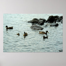 Ducks on a Lake ポスター
