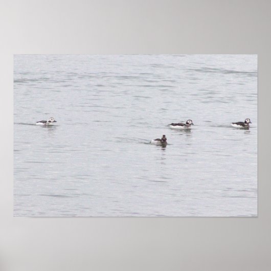 Ducks Photo Poster ポスター (正面)