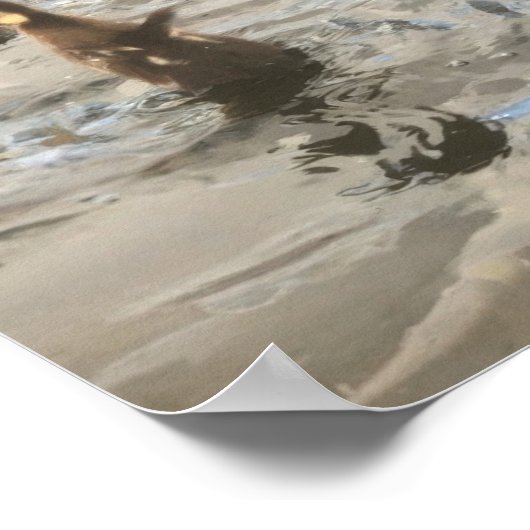 Ducks Swimming ポスター (角)