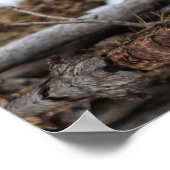 Dun Ranch Horse At Drink Hole ウマ科の Photo ポスター (角)