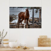 Dun Ranch Horse At Drink Hole ウマ科の Photo ポスター (キッチン)
