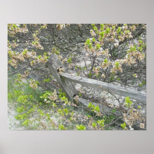 Dunes IBSPポスターに対するフェンス ポスター (正面)