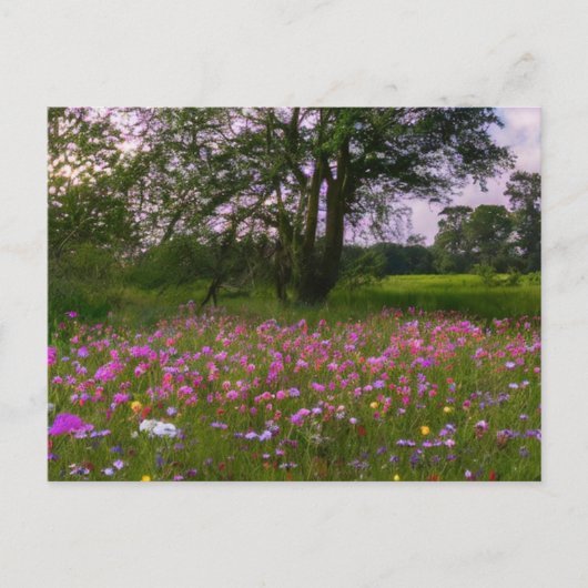 Dusk in the Countryの紫色のワイルドフラワー シーズンポストカード (正面)