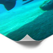 Dusky Shark (Carcharhinus Obscurus)、Ushaka ポスター (角)