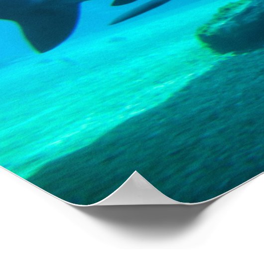 Dusky Shark (Carcharhinus Obscurus)、Ushaka ポスター (角)