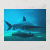 Dusky Shark (Carcharhinus Obscurus)、Ushaka ポストカード (正面)