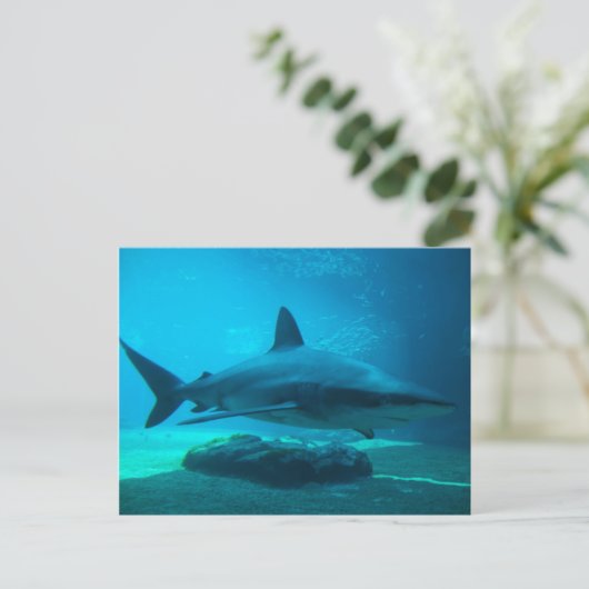 Dusky Shark (Carcharhinus Obscurus)、Ushaka ポストカード (スタンド正面)